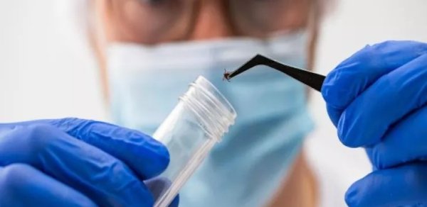 Alimlər insanlarda xəstəlik yaradan yeni gənə virusu tapdılar