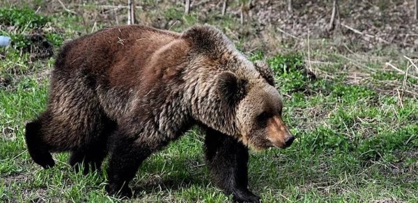 Rusiyada ayı qəbri qazaraq qadın meyitini aparıb