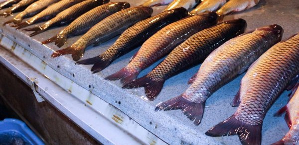 Balığın qiyməti od tutub yanır: Kütüm 35 manata qalxdı