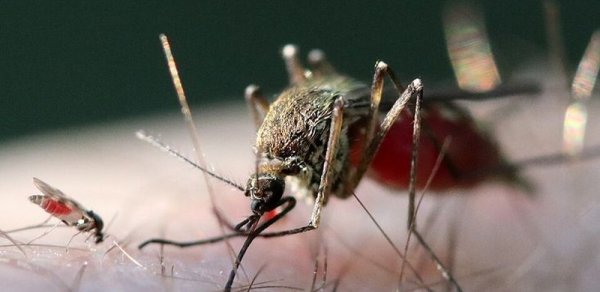 Şamonda virusundan ilk insan ölümü qeydə alındı