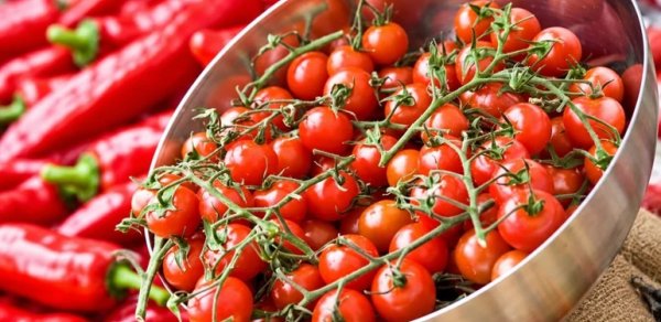 Avropada pomidor həyəcanı: 800-dən çox yoluxma qeydə alınıb