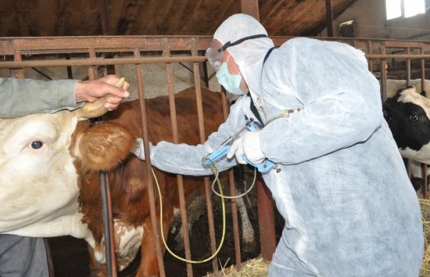 Dabaq xəstəliyinin qarşısı alına bilmir - Çıxış yolu nədir?