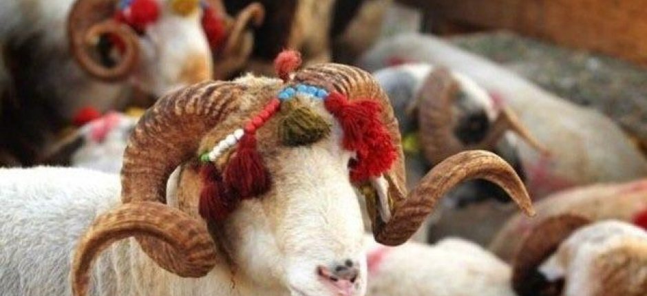 Qurban bayramı ilə bağlı fətva verildi