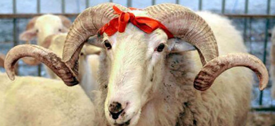 Qurban bayramı ilə bağlı fətva verildi