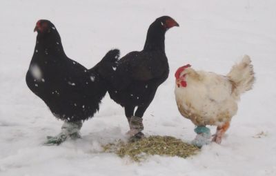 Toyuqlara da çorab geyindirən tapıldı - FOTO