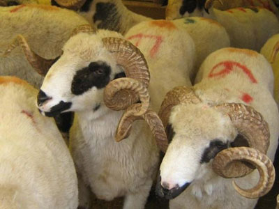 Nazirlik Qurban bayramı ilə bağlı əmr imzaladı