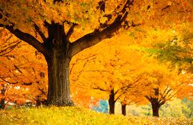 Bu adam yarpaqların vurğunudur - VİDEO