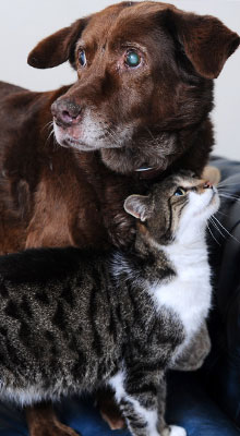 İtlə pişiyin dostluğu - FOTOLAR