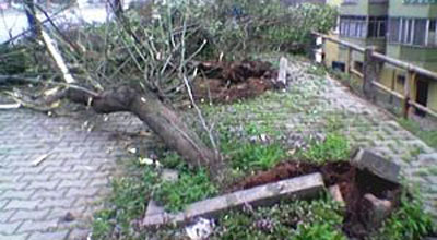 Bakıda ağac maşının üstünə aşdı - VİDEO