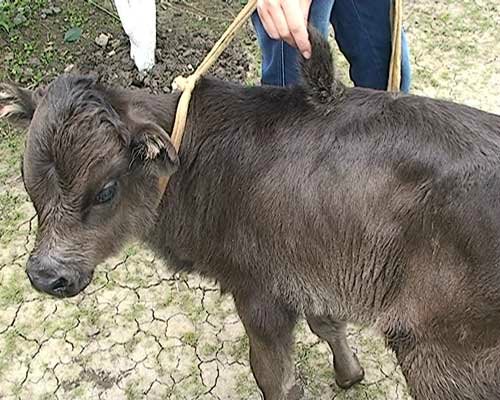 Azərbaycanda üçqulaqlı buzov doğuldu - FOTOLAR
