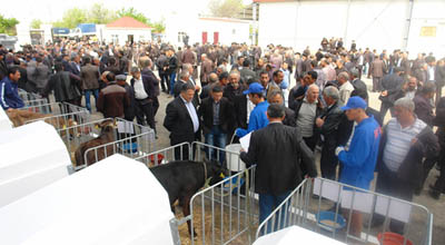 Azərbaycanda buzov sərgisi keçirildi