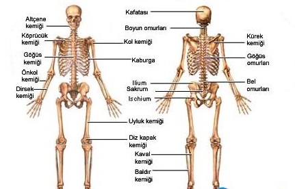 İnsan bədəni haqqında 85 ən maraqlı fakt