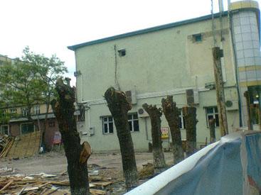 Sumqayıtda ağaclara qarşı ‘soyqırım’ - FOTOLAR 