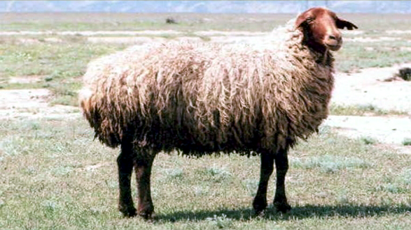 Qurban bayramında neçə gün iş olmayacaq?
