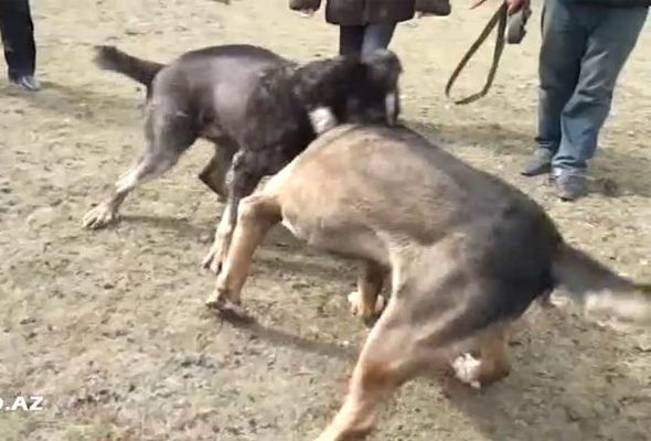 Azərbaycanda it döyüşü keçirdilər - VIDEO