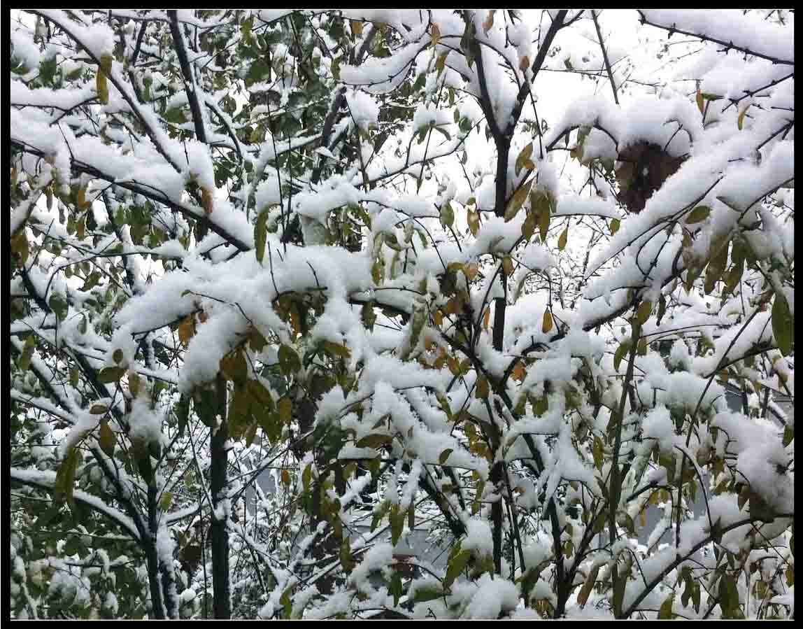 Azərbaycanda şaxtalar nə vaxta kimi davam edəcək? - Rəsmi açıqlama 