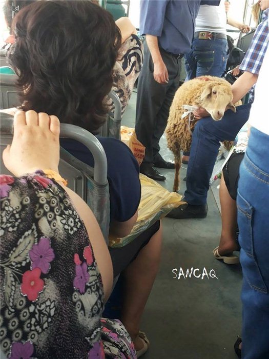 Bakıda qoyunu avtobusa mindirdilər - FOTO