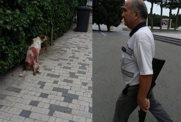 Sumqayıtda günün günorta çağı itləri güllələyirlər - FOTO