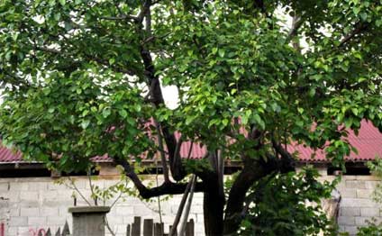 74 yaşlı qadın ağacdan yıxılaraq öldü