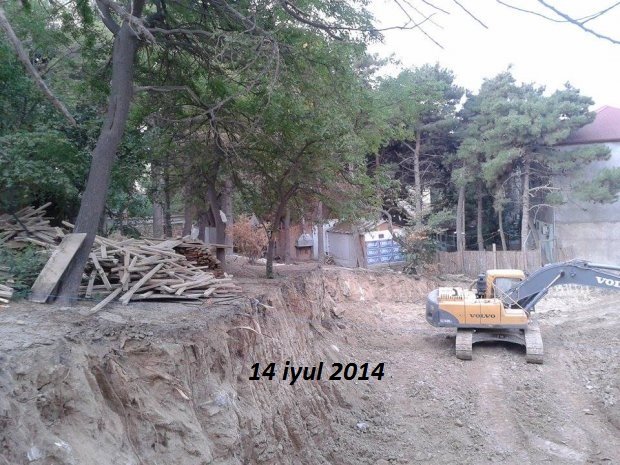 Binəqədidə icra başçısının ‘ağac soyqırımı’ davam edir - FOTOLAR