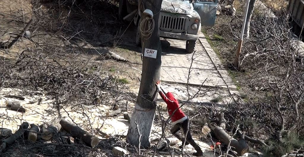 Bakıda daha bir ağac yandırılması faktı aşkar edildi - VİDEO