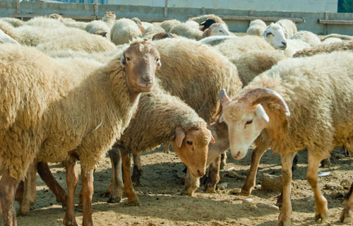 Azərbaycanda qurbanlıq heyvanların satışı təşkil ediləcək