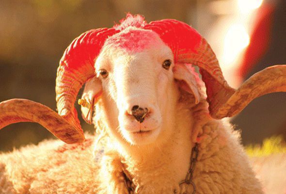 Qurban bayramı ilə əlaqədar - XƏBƏRDARLIQ