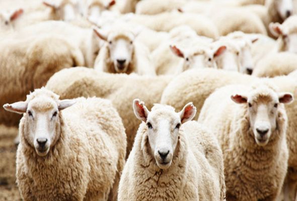 Qurbanlıq heyvanların satış - QİYMƏTİ