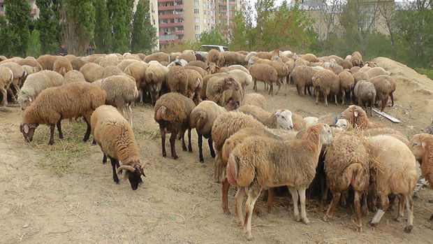 Nazir: Qurbanlıq heyvanların satış qiyməti endirildi
