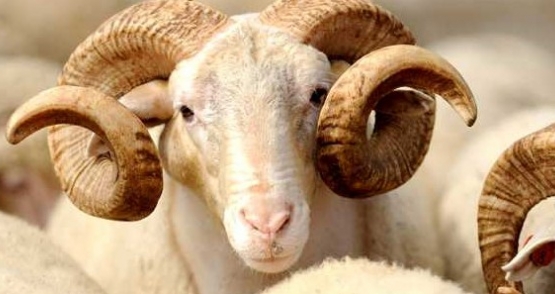 Azərbaycanda Qurban bayramı qeyd olunur
