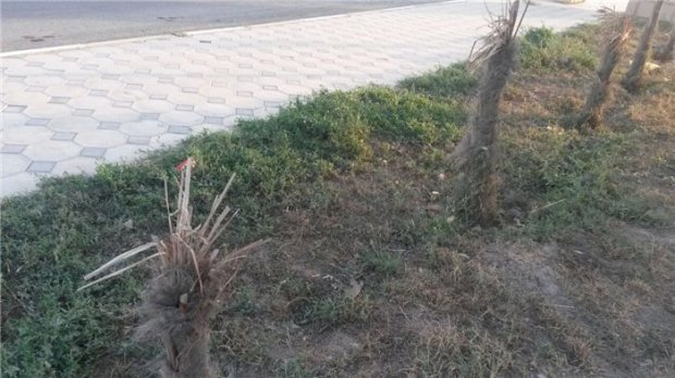İcra başçısının aldığı bahalı palmalar quruyub - FOTOLAR