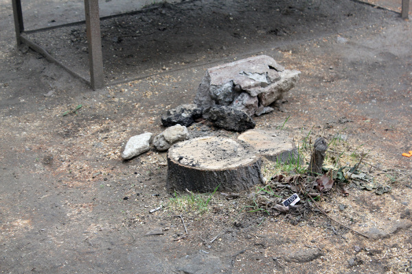 ‘Təmiz Binəqədi’də ağac ‘soyqırım’ı-  FOTOLAR 