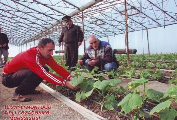 Məhkumlarımız pomidor-xiyar becərəcək -  FOTOLAR 