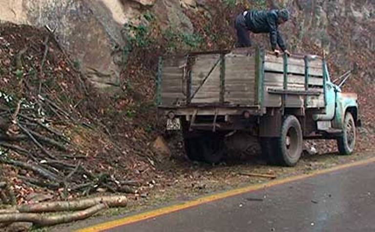 Azərbaycanda kişi kəsdiyi ağacın altında qaldı