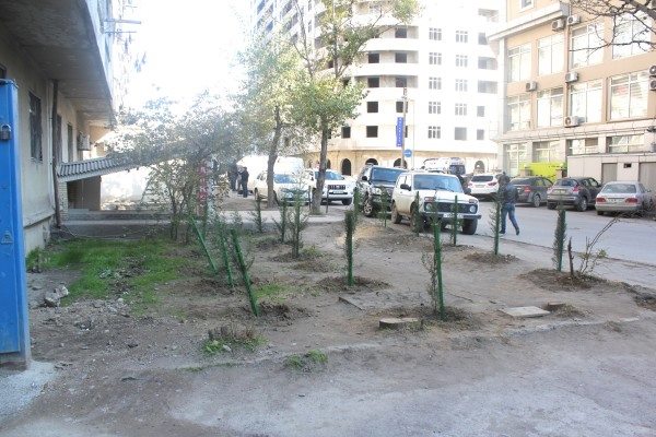 “Təmiz Binəqədi”də ağac terroru - FOTOLAR