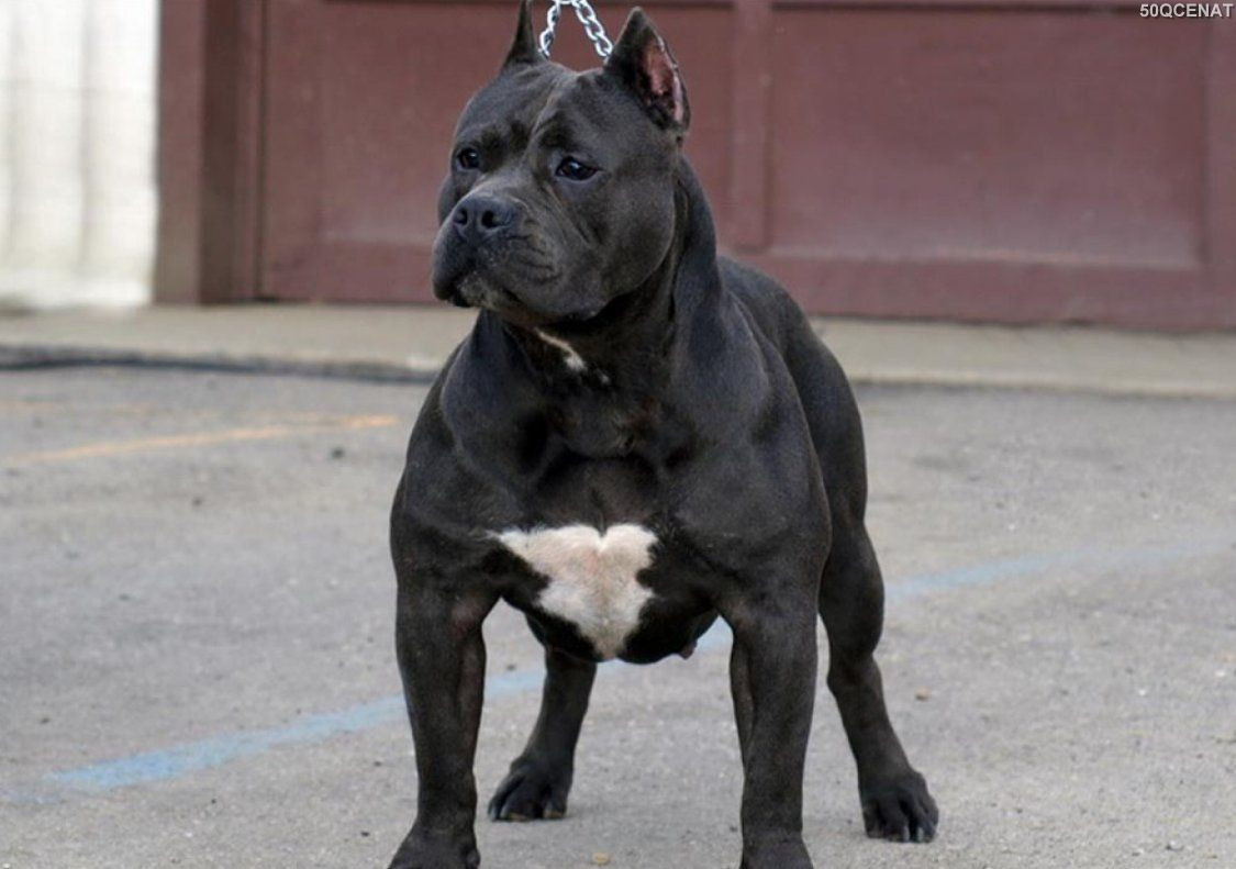 Bakıda "pitbul" cinsli it oğurlanıb