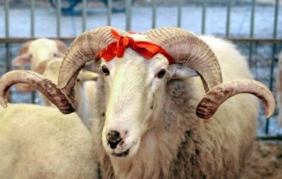 Qurban bayramında ət bahalaşacaq?