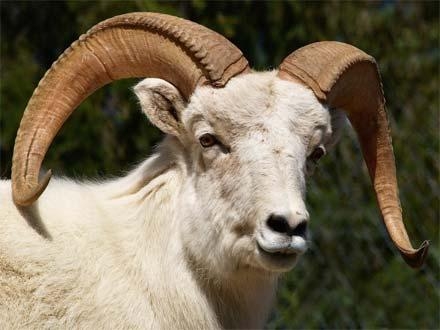Azərbaycanda Qurban bayramı qeyd olunur