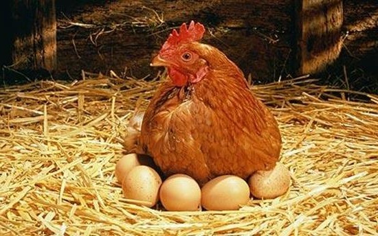 Toyuq və yumurta üçün yüksək gömrük idxal rüsumları