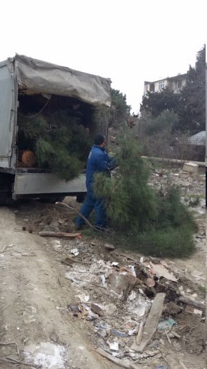 Xətai rayonunda növbəti “ağac soyqırımı”