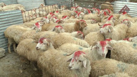 Qurbanlıq heyvanlar bu yerlərdə satılacaq - ÜNVANLAR