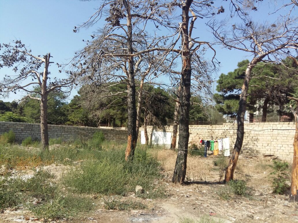 Respublika stadionunun arxasında ağaclar qırılır - Nazirlik işə qarışdı