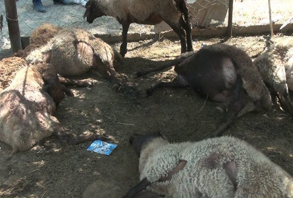 Ağcabədidə canavarlar kəndə hücum etdi