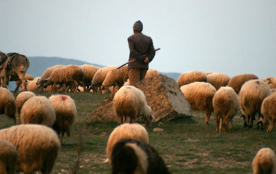 Azərbaycanda çobanlar arasında dava - Yaralılar var