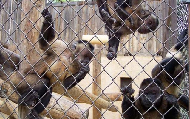 Bakı zooparkında meymun qəfəsində kombi quraşdırıldı - Video