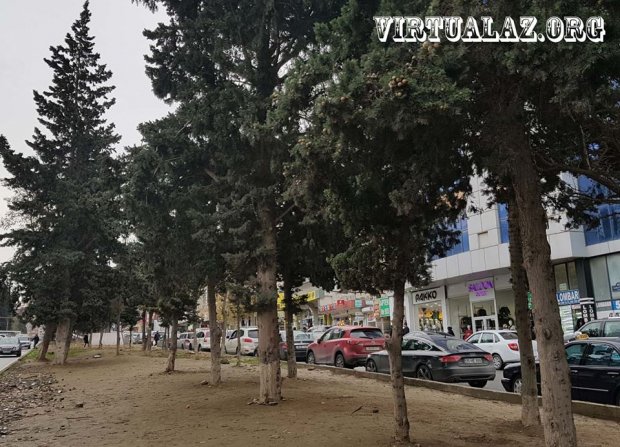 Bakıda yolun ortası satılıb, ağaclar kəsilib, sakinlər hədələnir - Əhmədlidən reportaj