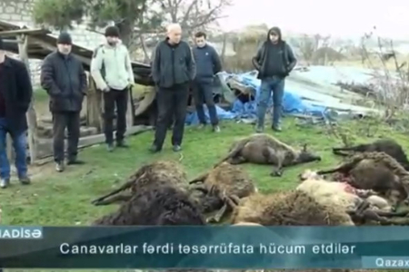 “Gəldim ki, hamısı yeyilib” - Canavarlar 25 qoyunu parçaladı