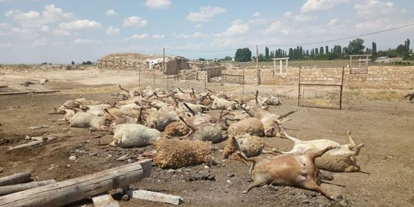 Şəmkirdə tövlə uçdu: 140 baş qoyun tələf oldu
