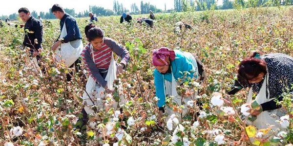 Pambıq tarlasında yenə kütləvi zəhərlənmə oldu: bu dəfə Sabirabadda