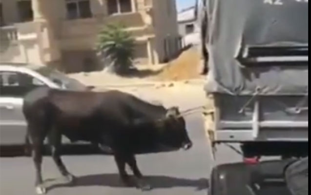Bakıda heyvanı sürüyən sürücü polisə çağırıldı - VİDEO